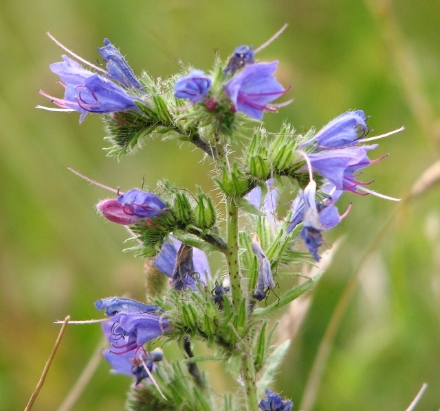 leaves and flowers