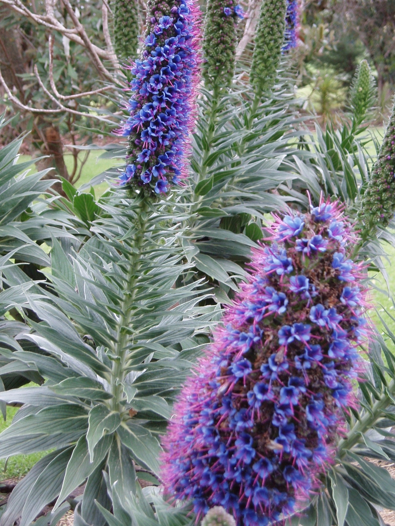 Flower and leaves