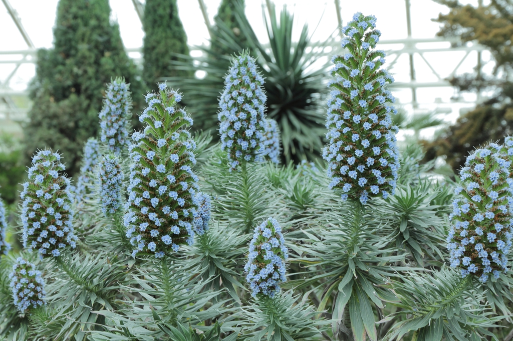 Echium candicans
