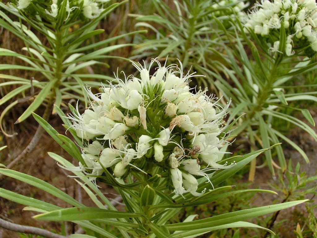leaves and flowers