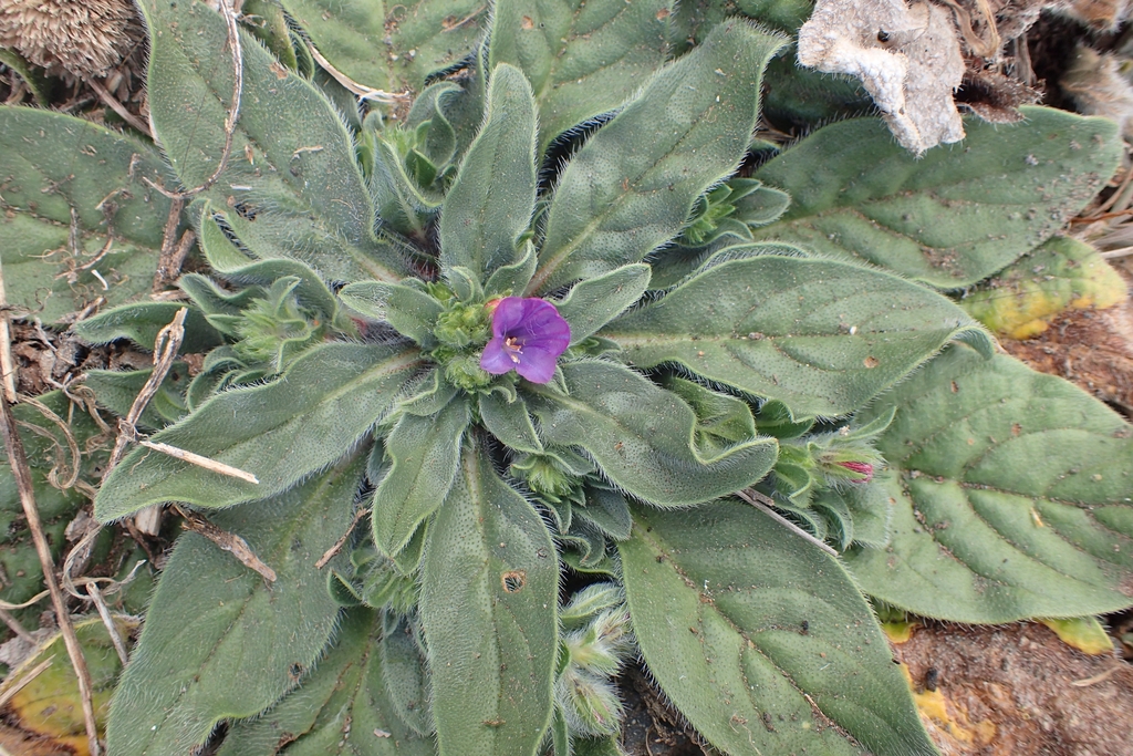 Rosette of leaves