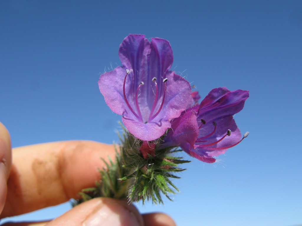 Close up of flower