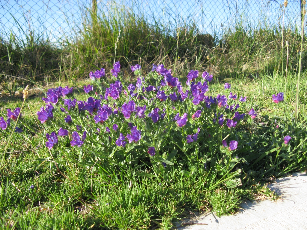 Form