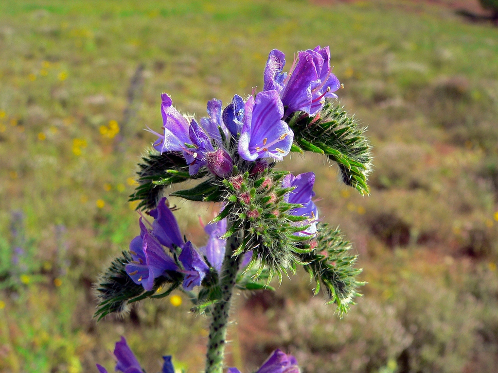 leaves and flowers