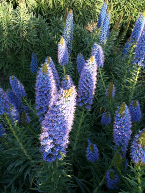 leaves and flowers