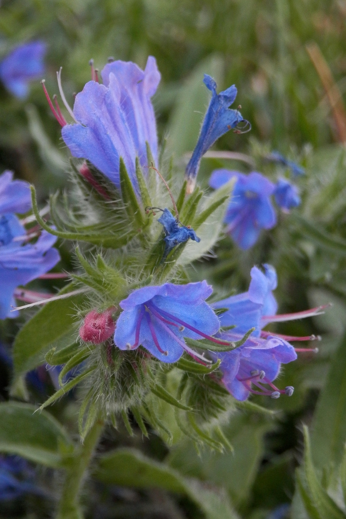 leaves and flowers