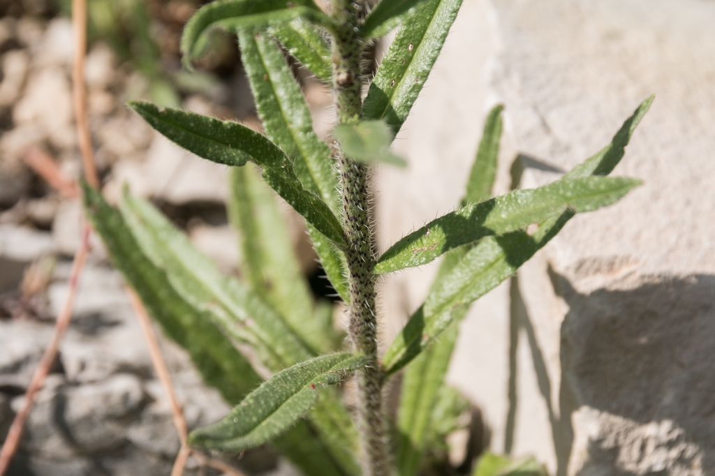 Leaves and stems with hairs