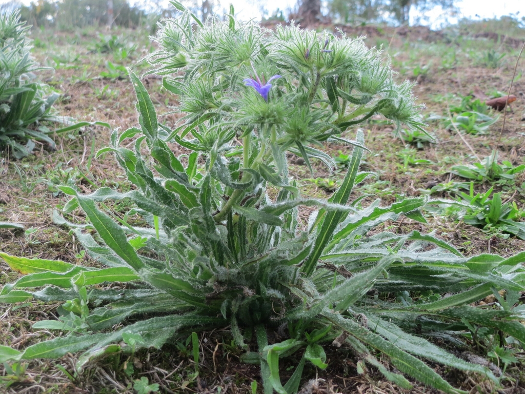 Rosette of leaves