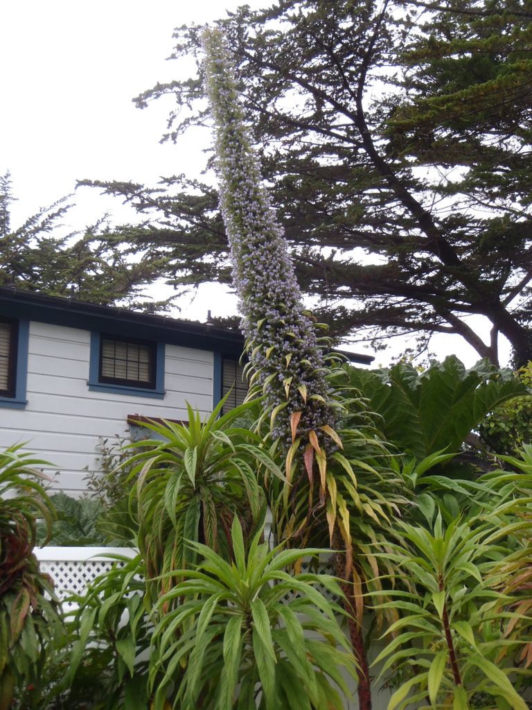 Echium wildpretii