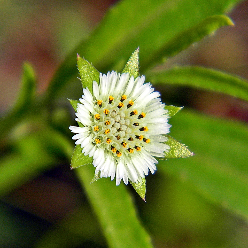 leaves and flowers