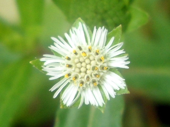leaves and flowers