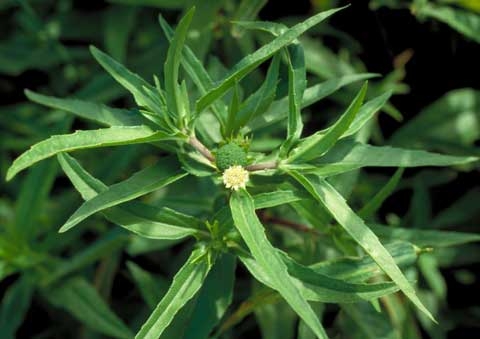 Eclipta prostrata