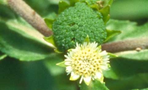 Eclipta prostrata