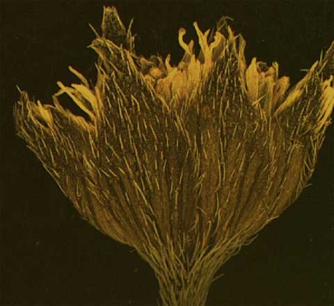 Eclipta prostrata