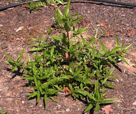 Eclipta prostrata
