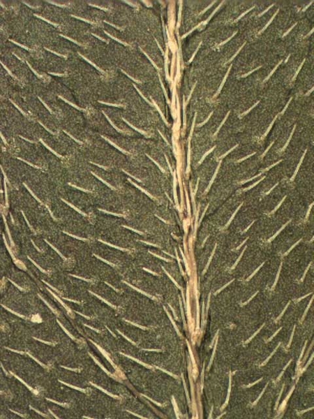 Eclipta prostrata