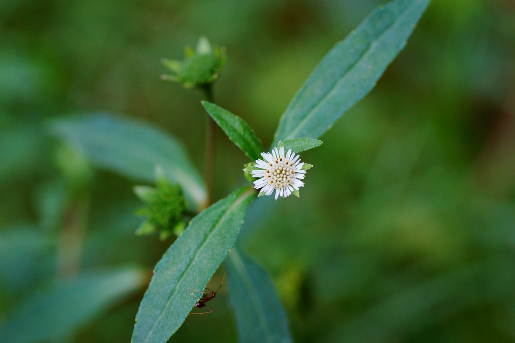 leaves and flowers