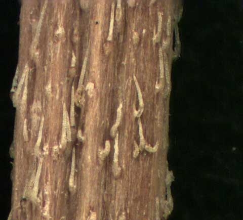 Eclipta prostrata
