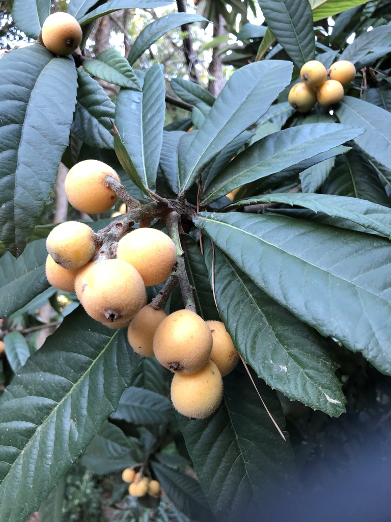 Eriobotrya Japonica
