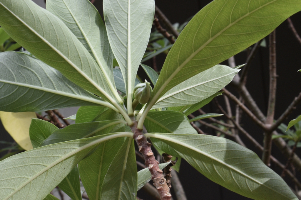 Leaves from below showing pale, raised, pinnate veins