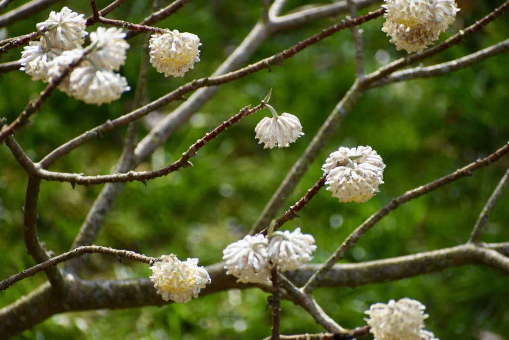 Bare shrub bearing clusters of white and yellow flowers.