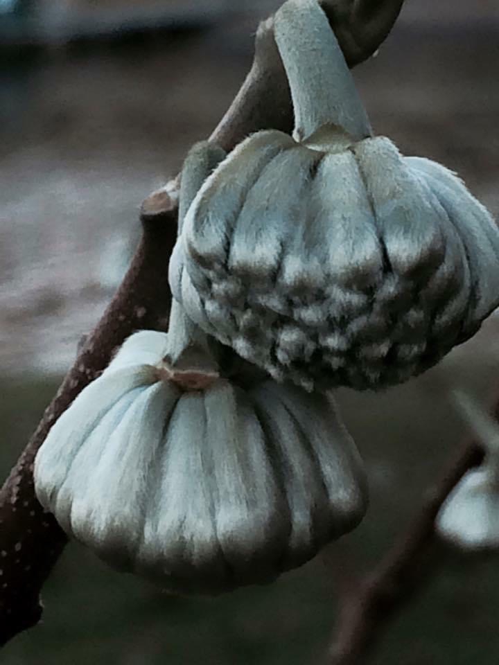 Hanging clusters of flower buds covered with silky hairs.