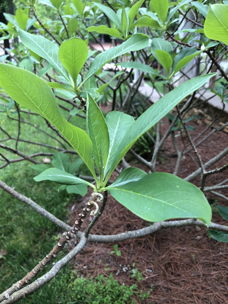 Shoots, some 3-pronged branched, with elongate leaves.