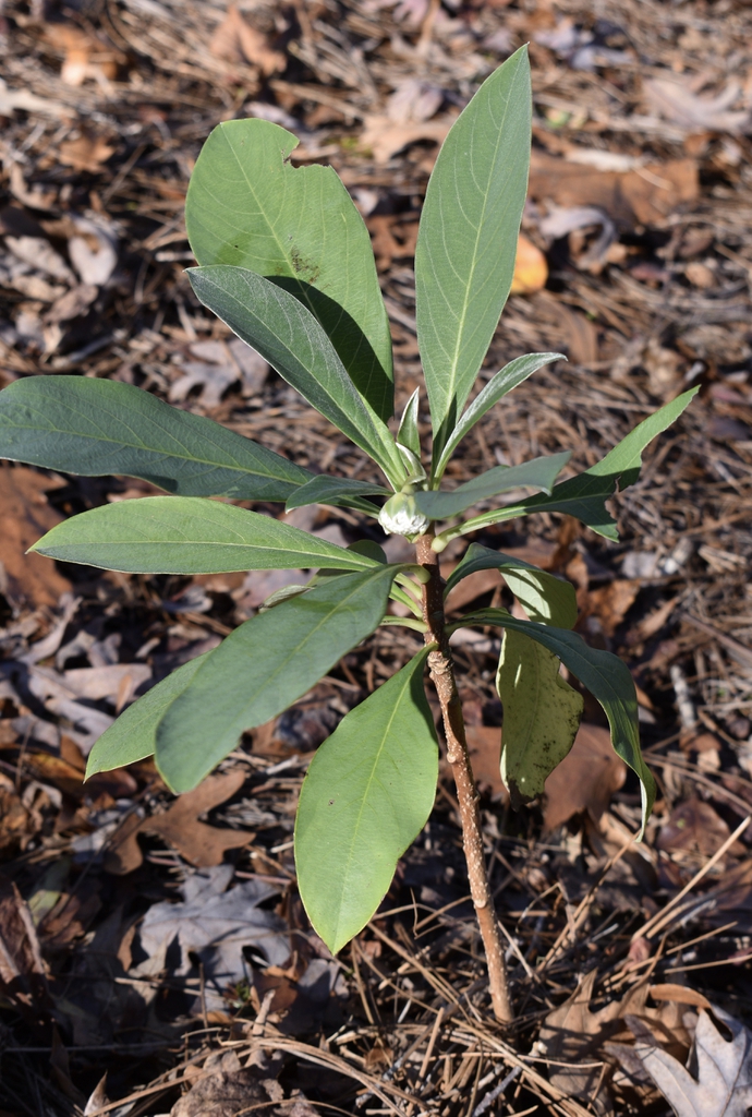 Erect shoot with elongate leaves & young cluster of flower buds.