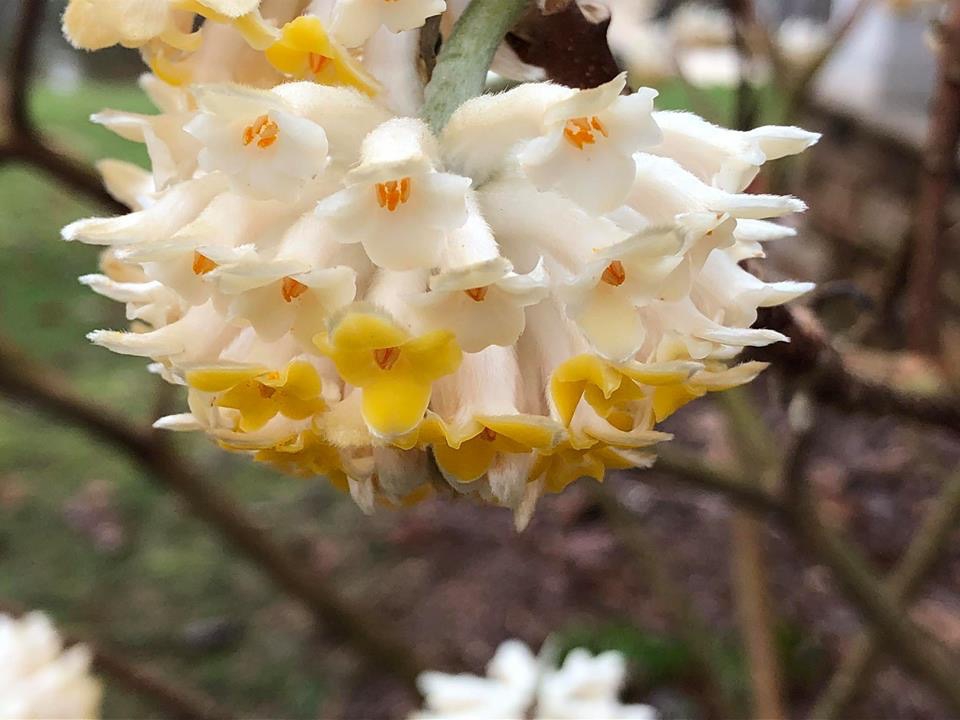 Close-up of a cluster of white and yellow tubular flowers.