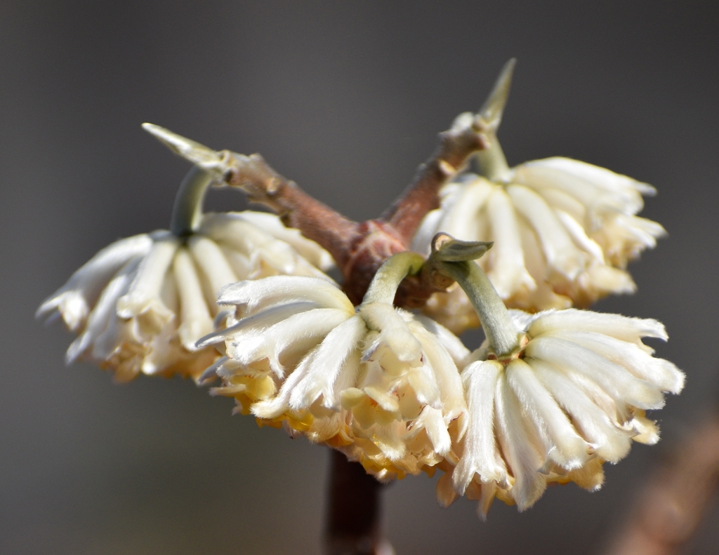 flowers in December up close