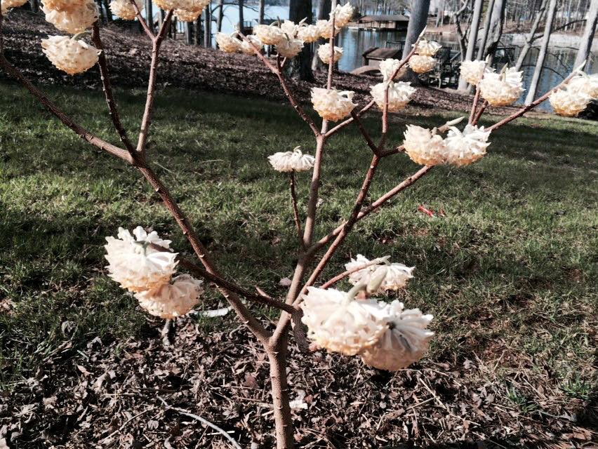 Bare shrub bearing clusters of white flowers.