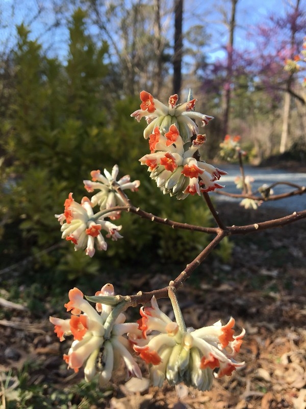 Bare shrub with clusters of reddish orange flowers.