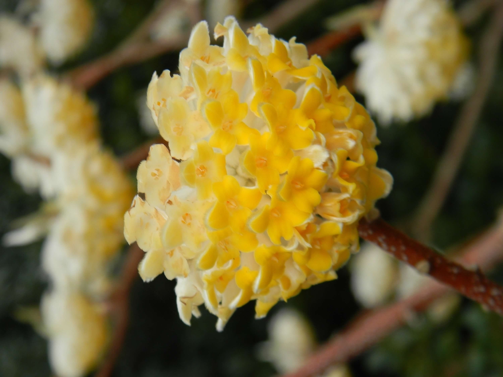 Cluster of small mostly yellow tubular flowers.