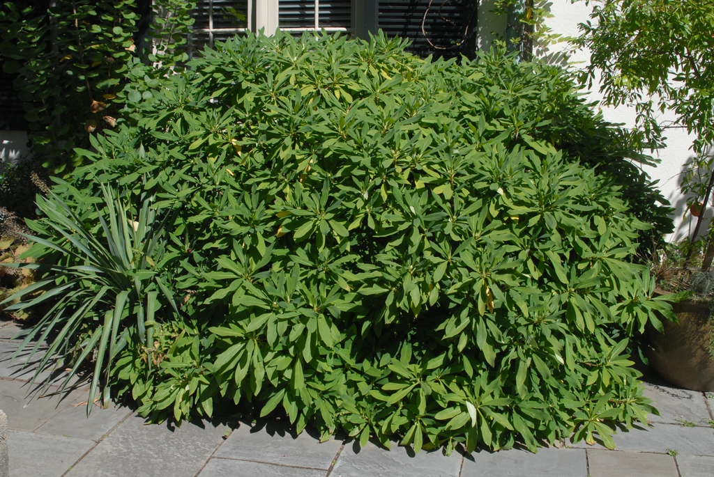 Shrub with rounded crown and large green leaves.