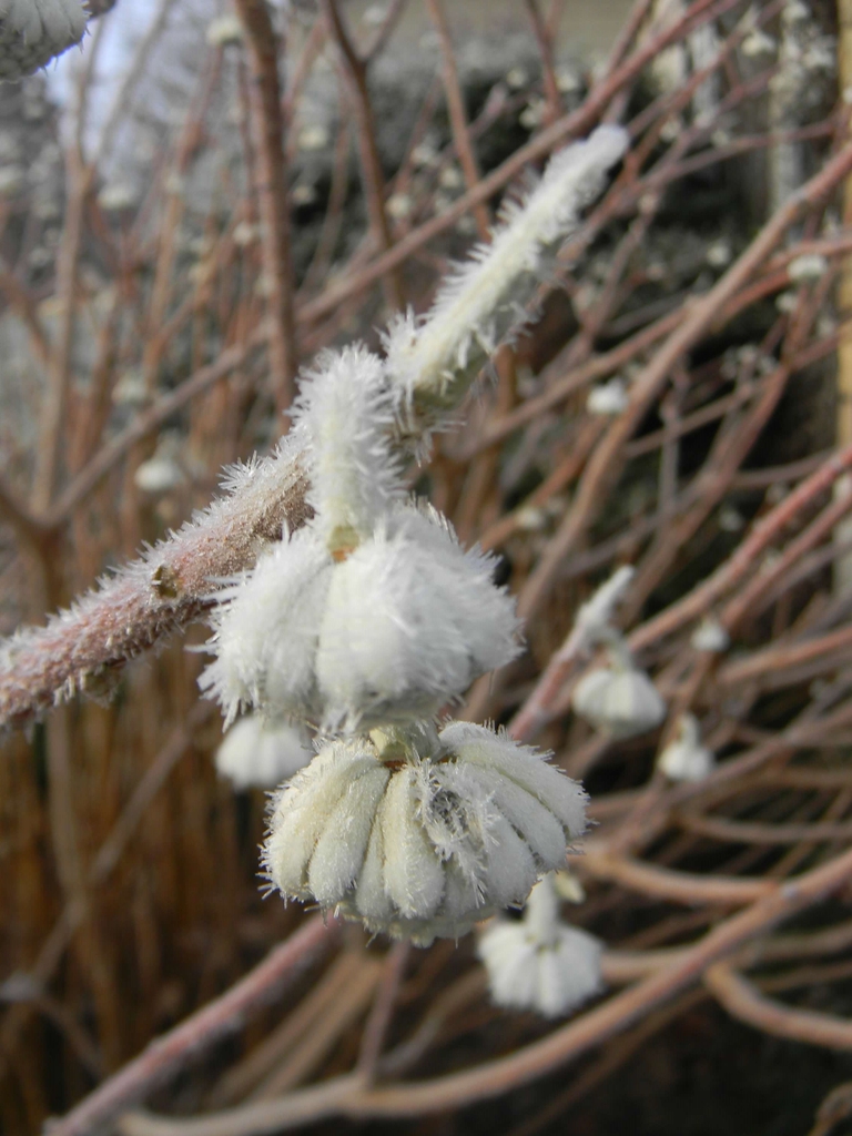 Young clusters of flower buds covered in ice and frost.