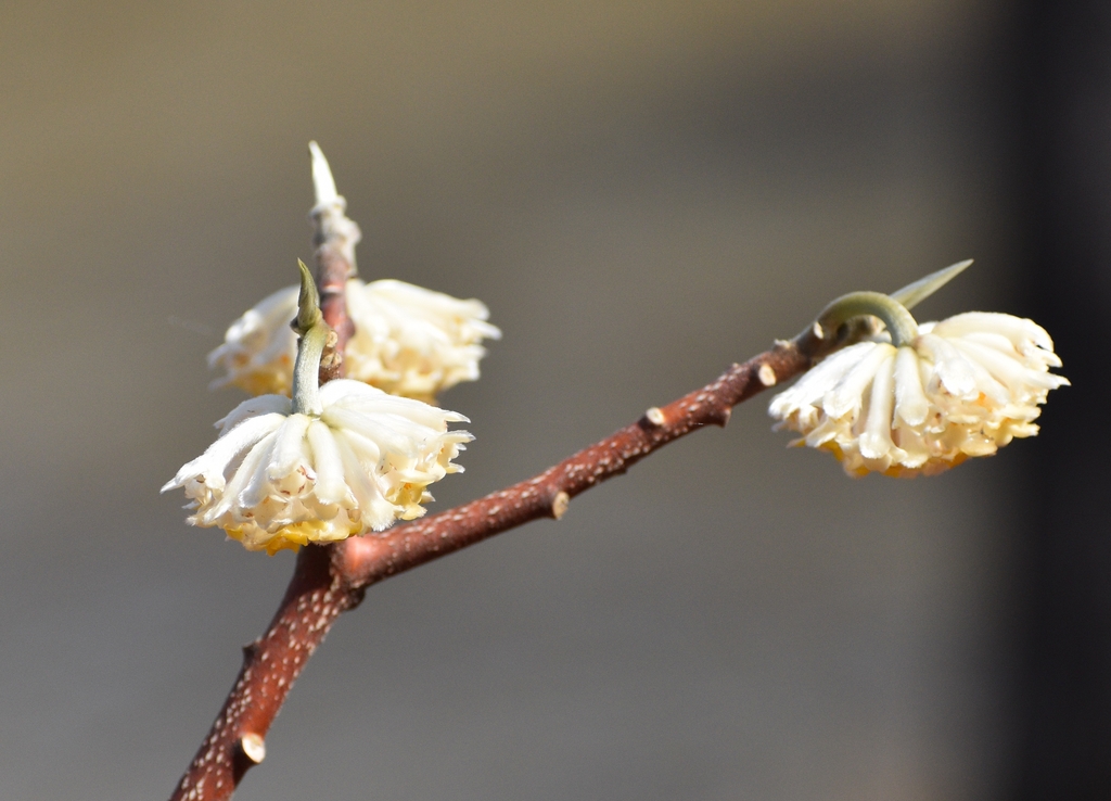 flowers and leaf buds December