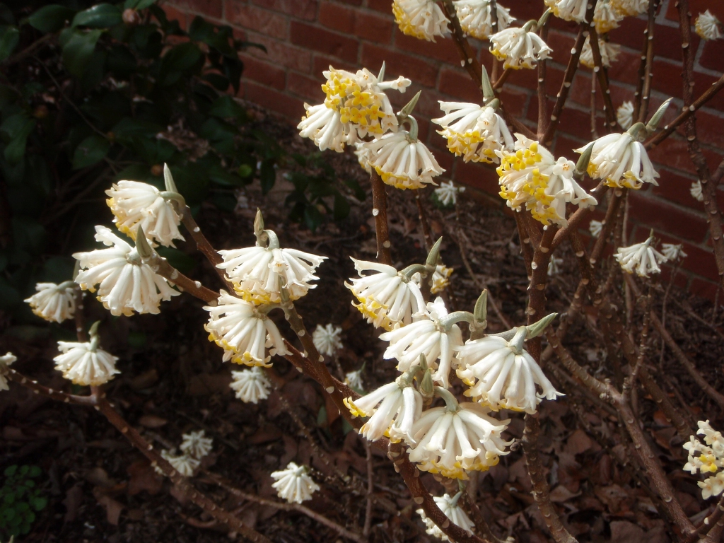 Bare twigs bearing clusters of white and yellow flowers.