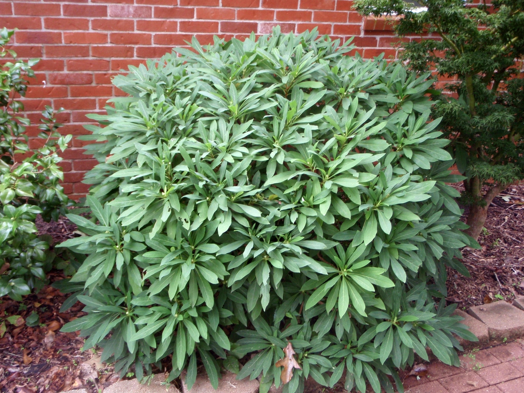 Small shrub with rounded, globose form