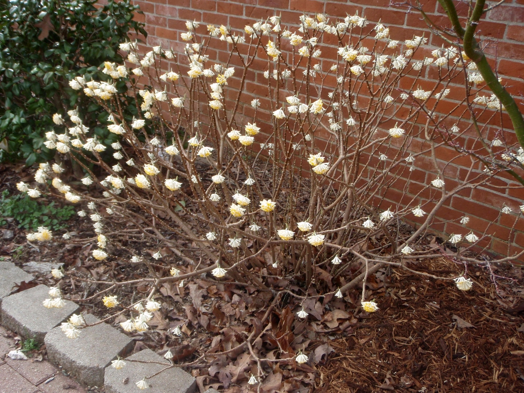 Bare shrub bearing clusters of white and yellow flowers.
