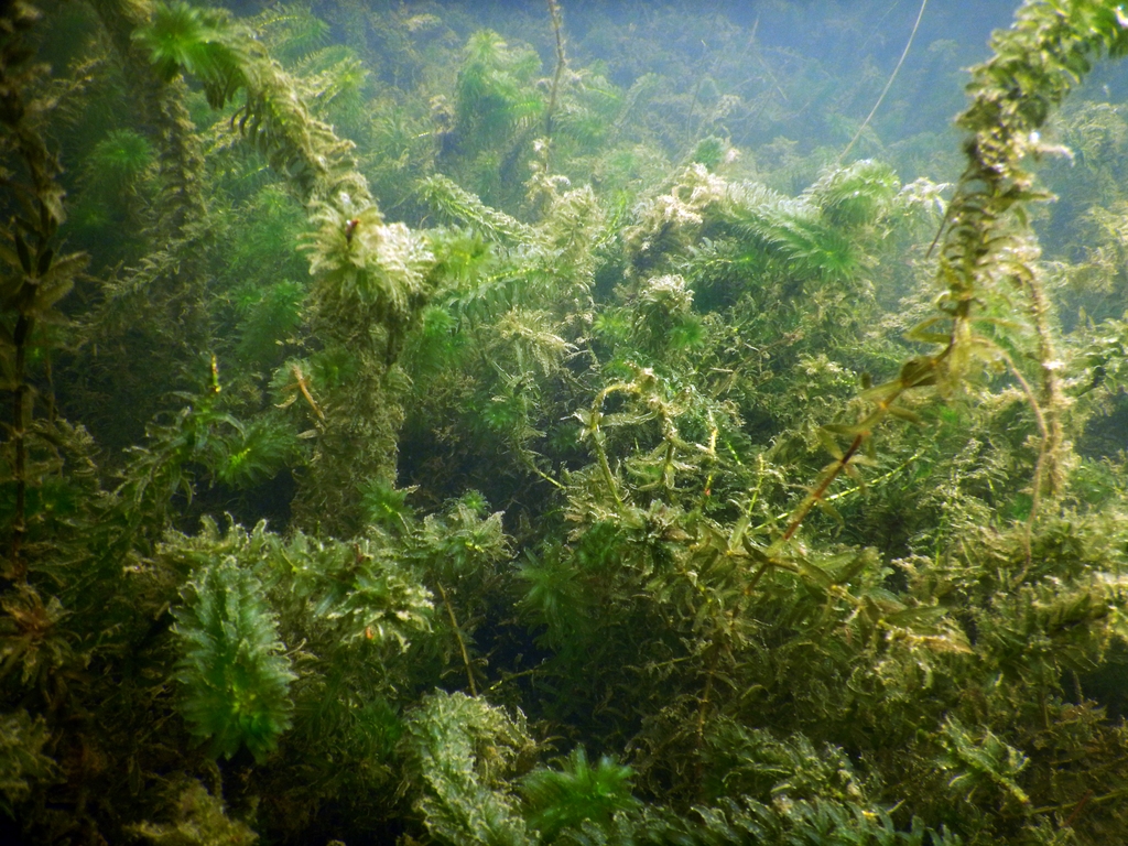 Growing in the water
