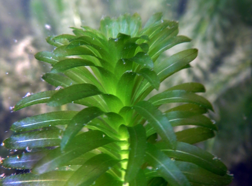 Leaves and stem