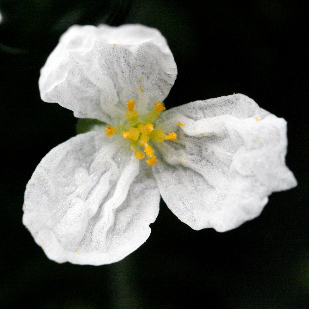 Flower detail