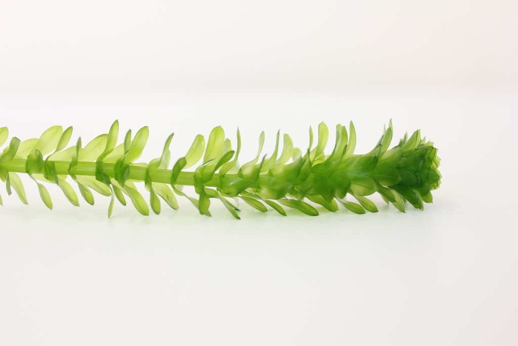 Stem and leaves