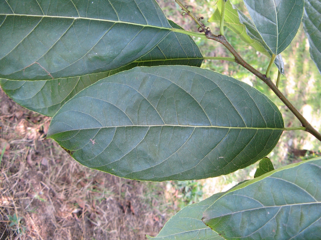 leaves