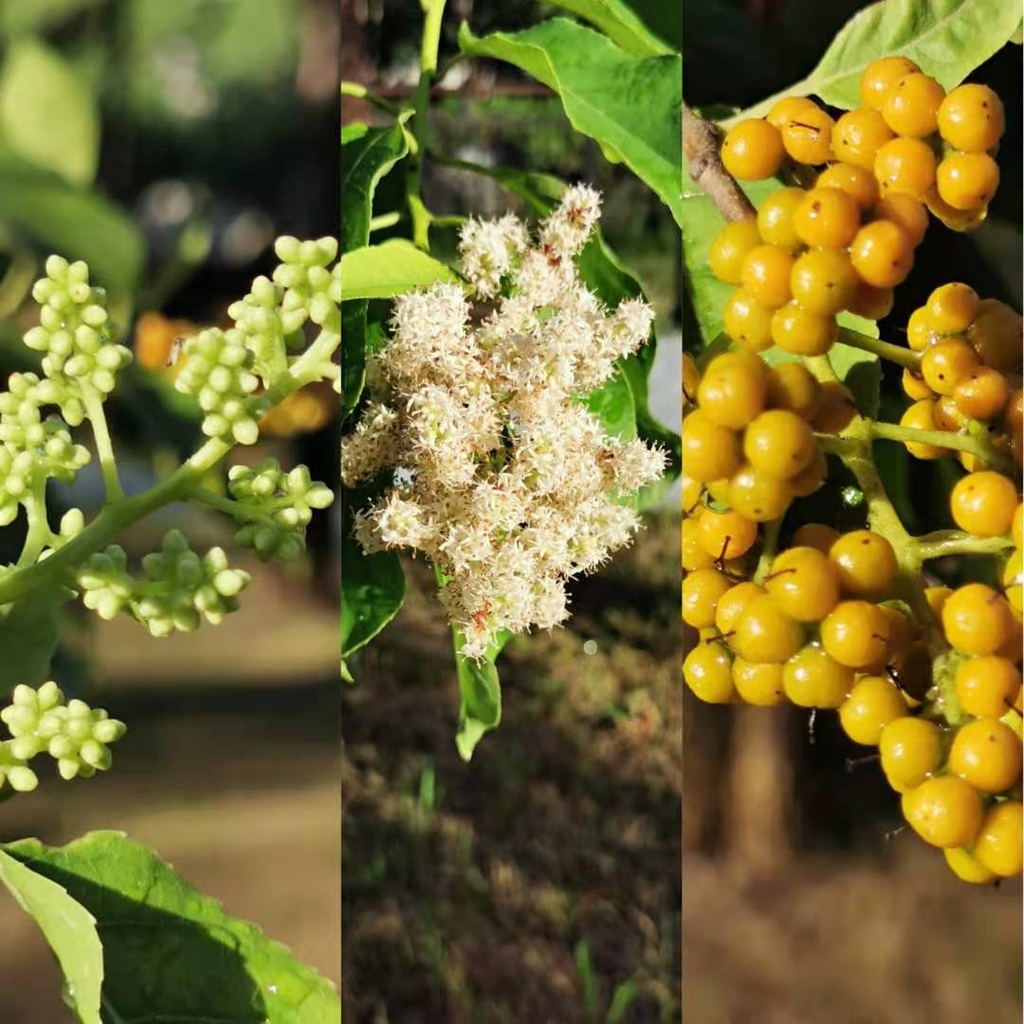 Flowers to fruit