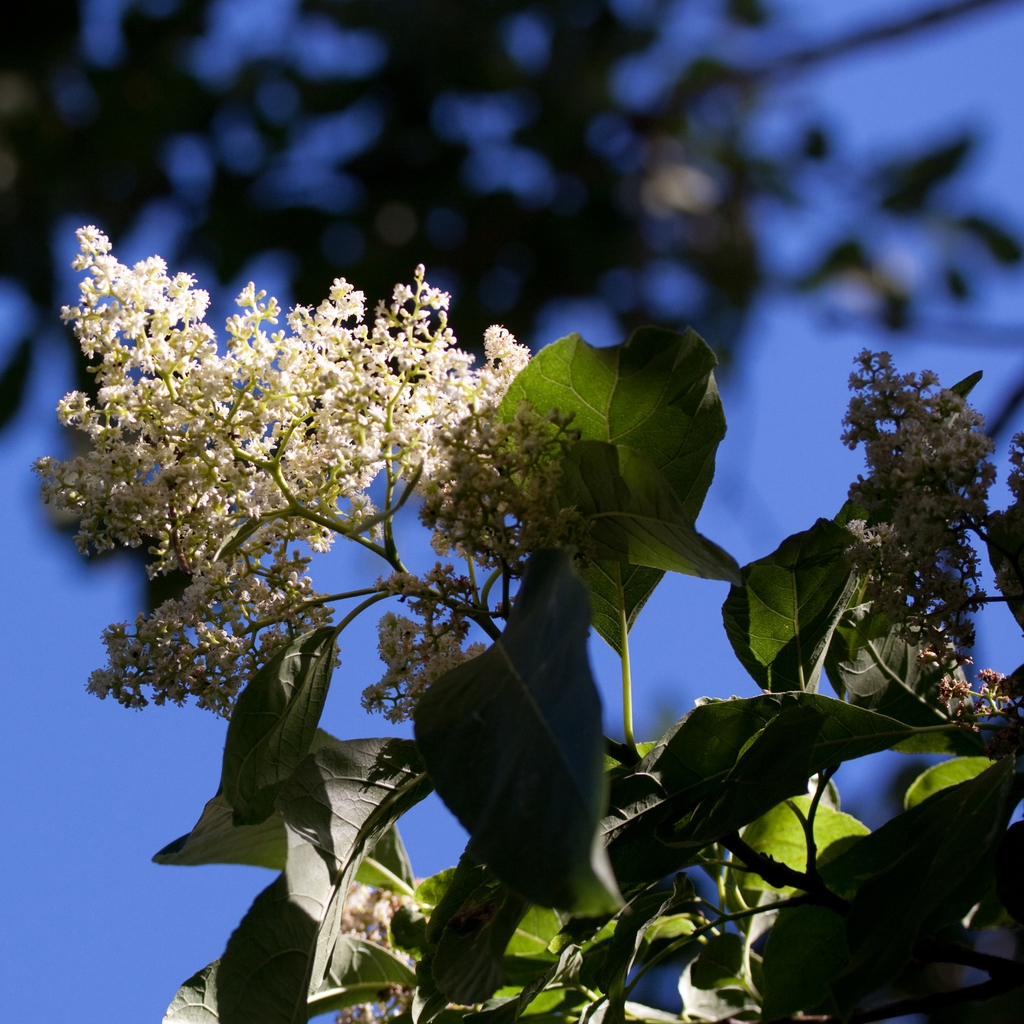 Flower and leaves