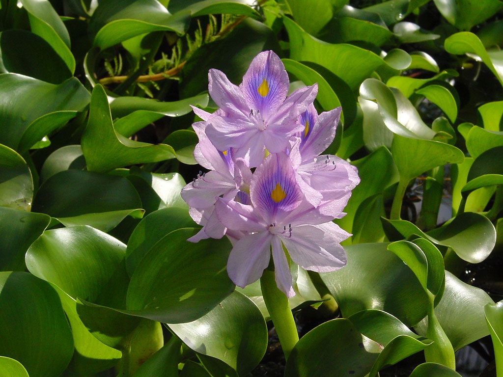 leaves and flowers