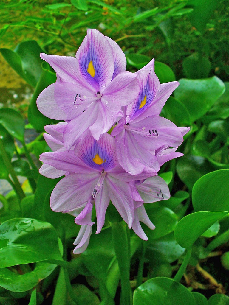 leaves and flowers