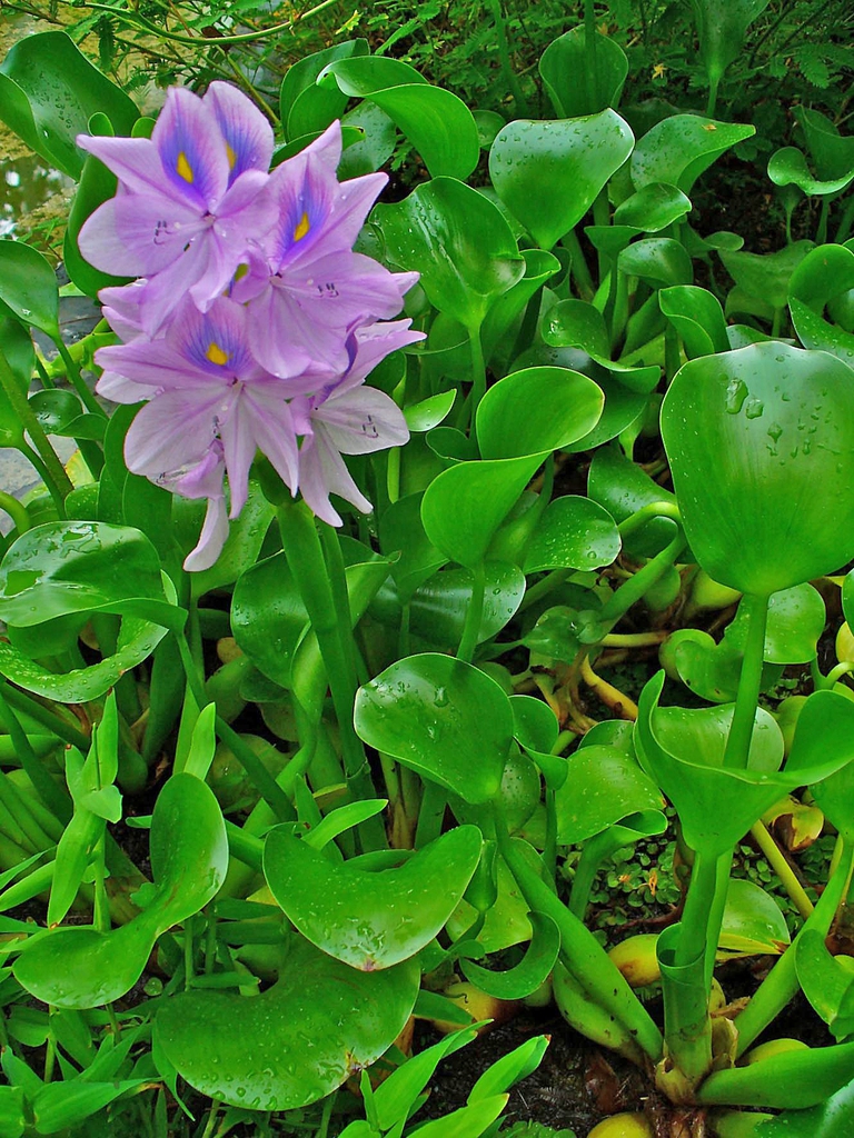 leaves and flowers