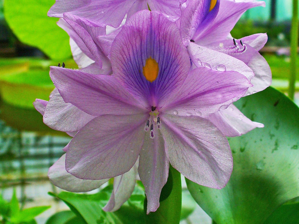 leaves and flowers